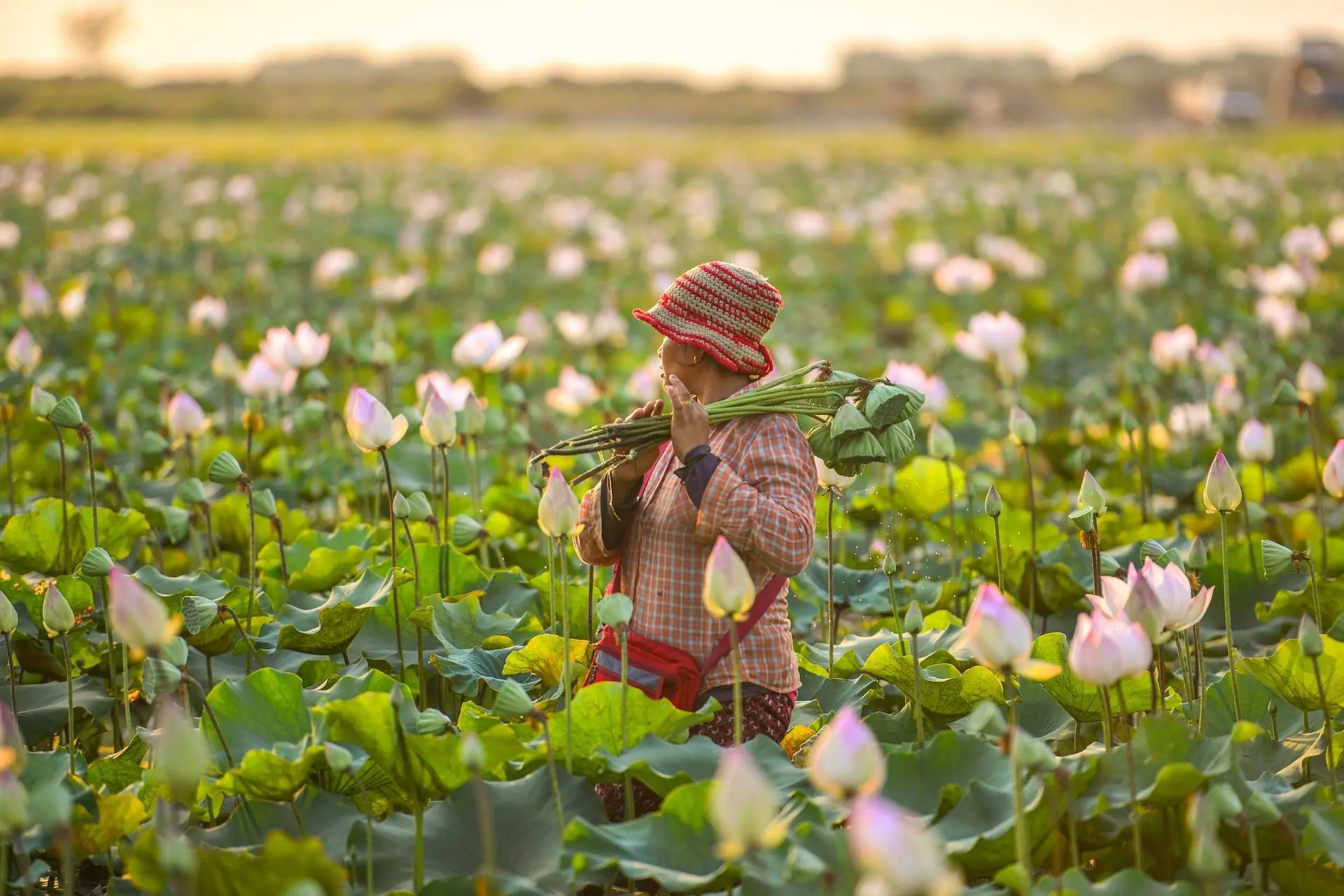lotus-flowers-gb51b2f50e_1920